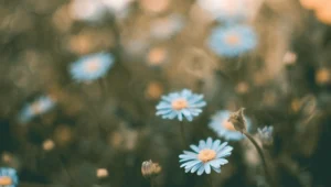 The summer I watched The Summer I Turned Pretty